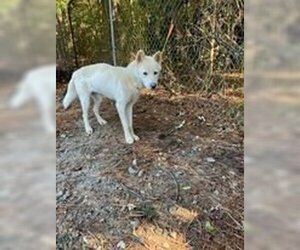 Akita Dogs for adoption in Spring Lake, NC, USA