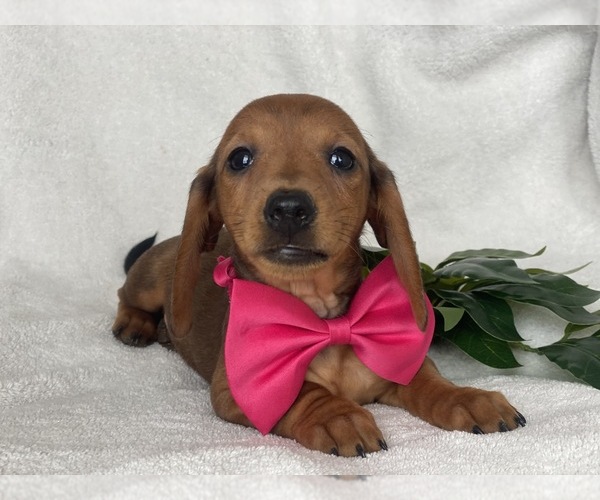 Medium Photo #4 Dachshund Puppy For Sale in CEDAR LANE, PA, USA