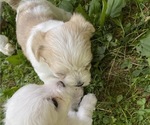 Small Photo #3 Morkie Puppy For Sale in WELLSBORO, PA, USA