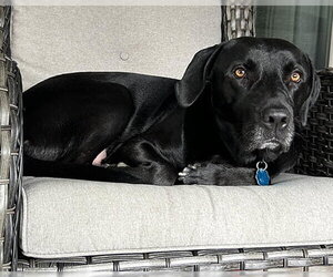 Quincey - Male Mutt Dog for Adoption - Photo #3