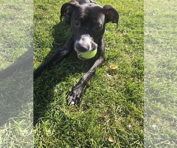 Medium Photo #20 Labrador Retriever-Unknown Mix Puppy For Sale in Princeton, MN, USA