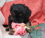 Small Photo #12 Cavapoo Puppy For Sale in THORP, WI, USA