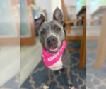 Small Photo #8 American Pit Bull Terrier Puppy For Sale in Techny, IL, USA