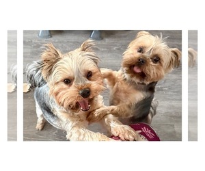Father of the Yorkshire Terrier puppies born on 02/24/2025