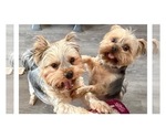 Small Photo #1 Yorkshire Terrier Puppy For Sale in TACOMA, WA, USA