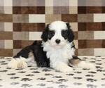 Kylie - Female Bernedoodle (Miniature) Puppy for Sale - Photo #2