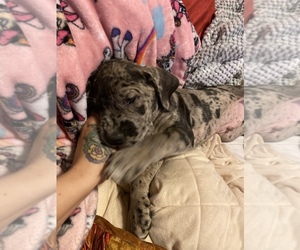 Cane Corso-Mastiff Mix Puppy for sale in ROCHESTER, NY, USA