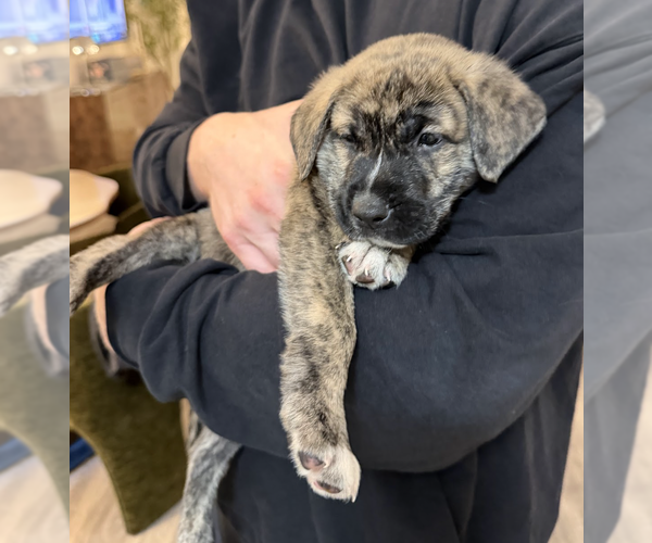 Medium Photo #3 Mutt Puppy For Sale in Brooklyn, NY, USA