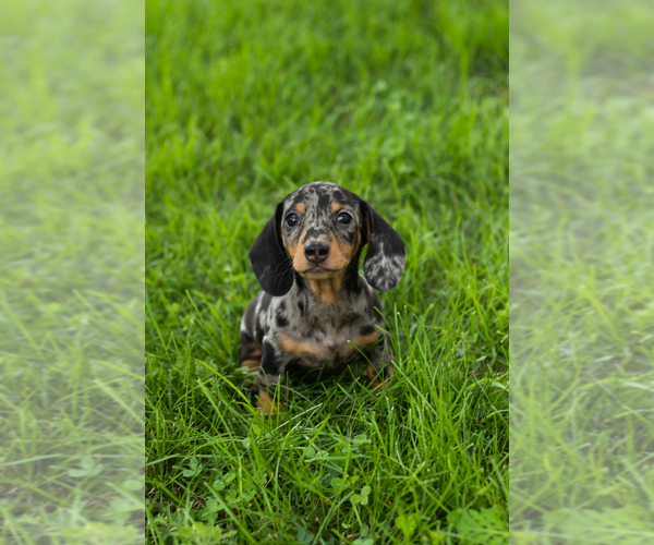 Medium Photo #4 Dachshund Puppy For Sale in NAPPANEE, IN, USA