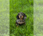 Small #3 Dachshund