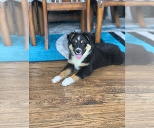 Australian Cattle Dog Puppy for sale in CISCO, TX, USA