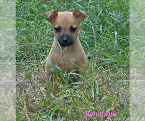 Chihuahua-Unknown Mix Dogs for adoption in Lakewood, CO, USA