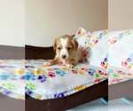 Small #5 Silkyhuahua