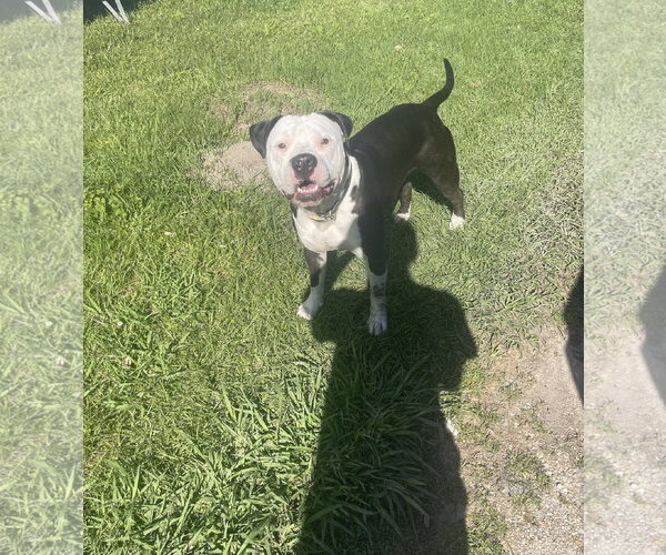 Medium Photo #5 American Staffordshire Terrier-Unknown Mix Puppy For Sale in Oakhurst, NJ, USA