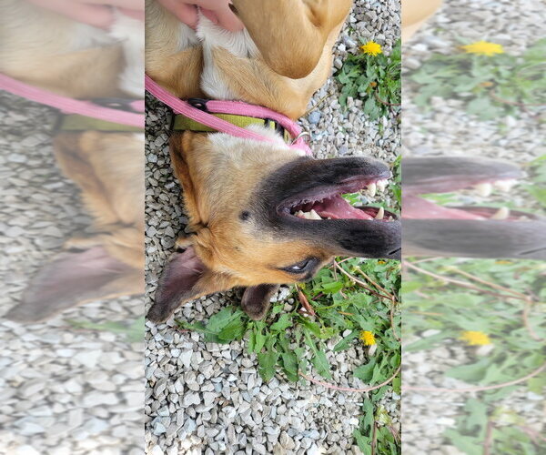 Medium Photo #4 Rhodesian Ridgeback-Unknown Mix Puppy For Sale in Bolivar, MO, USA