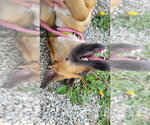 Small #3 Rhodesian Ridgeback Mix