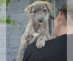 Small #4 Catahoula Leopard Dog-Labrador Retriever Mix