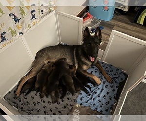 Malinois Puppy for sale in CHANDLER, AZ, USA