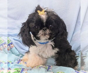 Shih Tzu Dog for Adoption in Bon Carbo, Colorado USA
