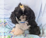 Small Shih Tzu