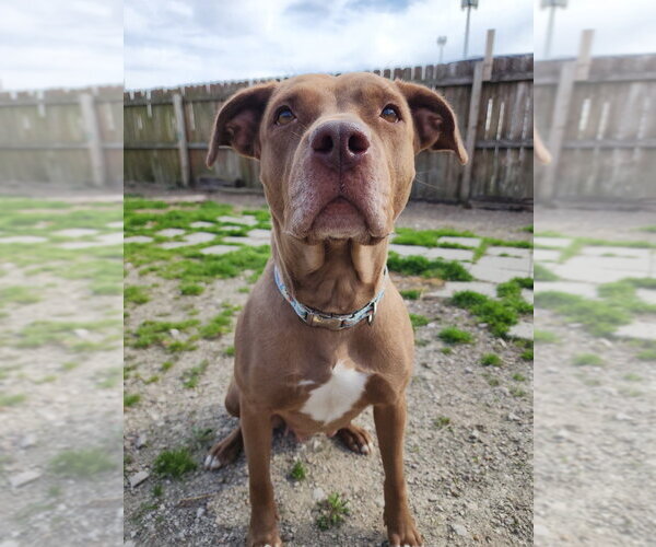 Medium Photo #9 Mutt Puppy For Sale in Evansville, IN, USA