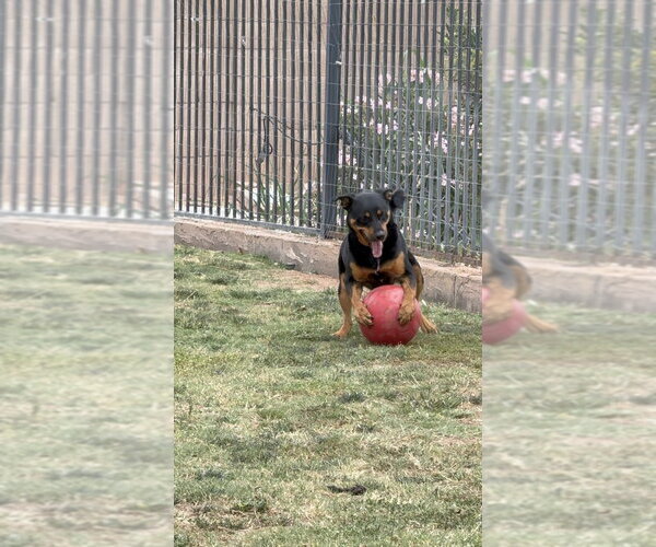 Medium Photo #13 Rottweiler Puppy For Sale in Gilbert, AZ, USA