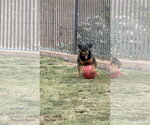 Small #12 Rottweiler