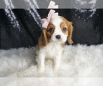 Puppy Kisses AKC Cavalier King Charles Spaniel