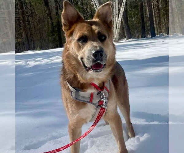 Medium Photo #23 Mutt Puppy For Sale in Canton, CT, USA