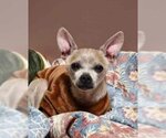 Small Photo #2 Chihuahua Puppy For Sale in Lewistown, PA, USA