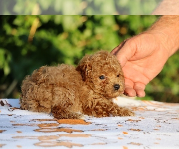 Medium Photo #29 Poodle (Toy) Puppy For Sale in DYERSBURG, TN, USA