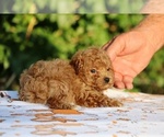 Small #28 Poodle (Toy)