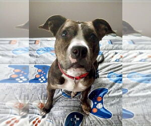 American Pit Bull Terrier-American Staffordshire Terrier Mix Dogs for adoption in Staten Island, NY, USA