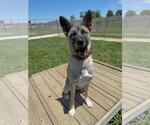 Small #2 Akita Mix