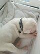Small Photo #4 Boxer Puppy For Sale in OAKLAND, CA, USA