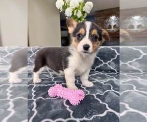 Pembroke Welsh Corgi Puppy for Sale in GREENFIELD, Indiana USA