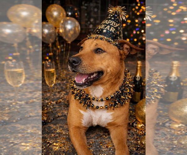 Medium Photo #3 Mutt Puppy For Sale in Westminster, MD, USA