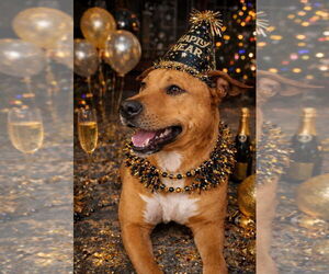 Claus - Male Mutt Dog for Adoption - Photo #3
