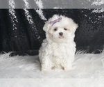 Puppy Bella UABR Maltese