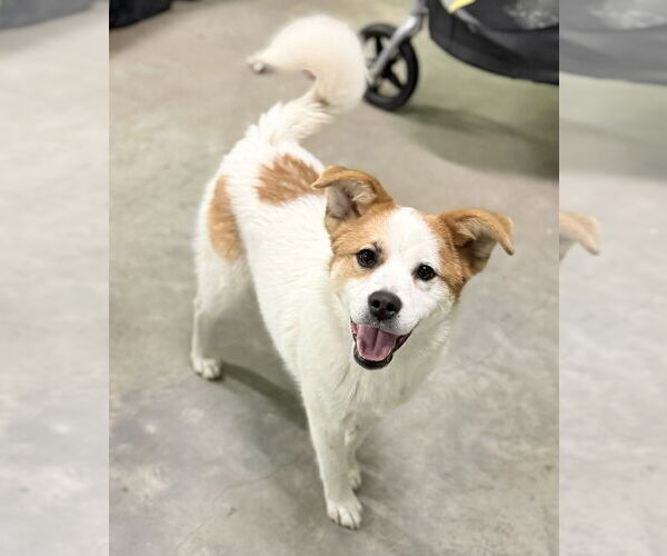 Medium Photo #1 Saint Bernard-Unknown Mix Puppy For Sale in Elmsford, NY, USA