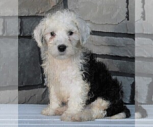 Poodle (Miniature)-Sheepadoodle Mix Puppy for sale in FREDERICKSBURG, OH, USA