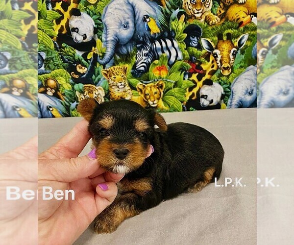 Medium Photo #1 Yorkshire Terrier Puppy For Sale in WINNSBORO, LA, USA