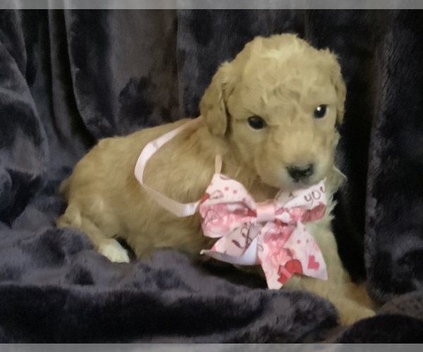 Medium Photo #14 Goldendoodle mix (+ Poodle Miniature) Puppy For Sale in MANTECA, CA, USA