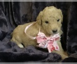 Small #13 Goldendoodle mix (+ Poodle Miniature)