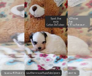Coton de Tulear Puppy for sale in LEBANON, TN, USA