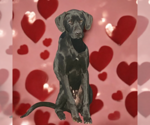 Great Dane-Labrador Retriever Mix Dogs for adoption in Vail, AZ, USA