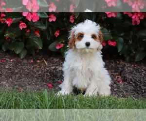 Cavapoo Puppy for sale in SHILOH, OH, USA