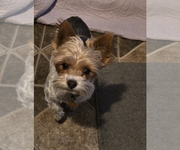 Medium Photo #1 Yorkshire Terrier Puppy For Sale in MARINETTE, WI, USA