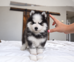 Binx Teacup - Male Pomsky Puppy for Sale - Photo #2