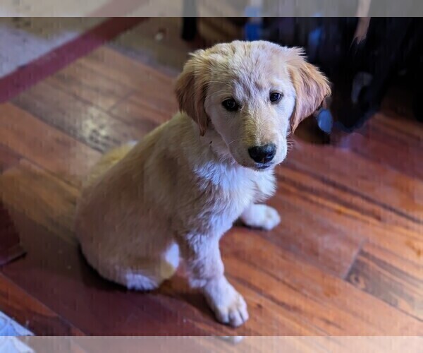 Medium Photo #12 Golden Retriever Puppy For Sale in LEXINGTON, KY, USA